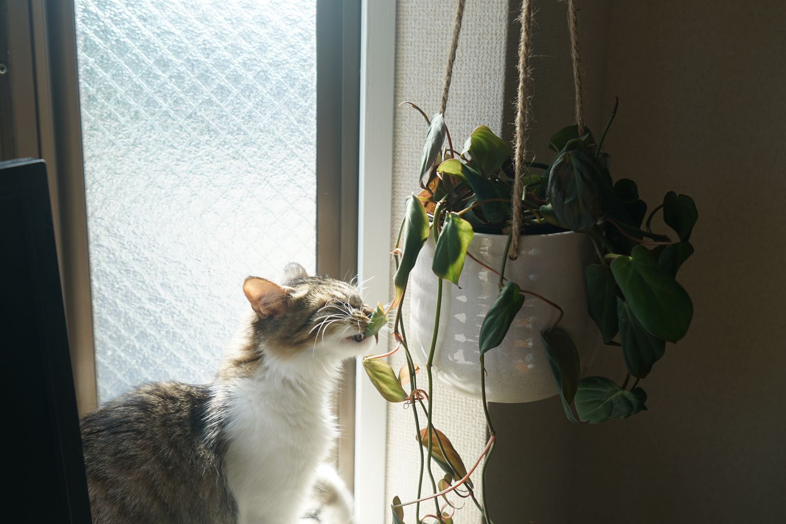 愛猫